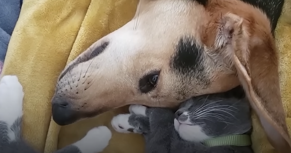 Cat Refuses To Be Left Behind Throughout Canine’s Day by day Walks
