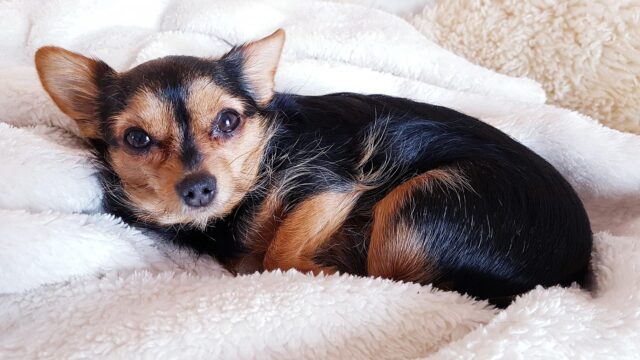 Dog on soft blanket