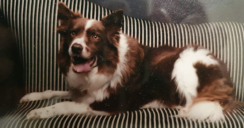 Missing Border Collie Fred