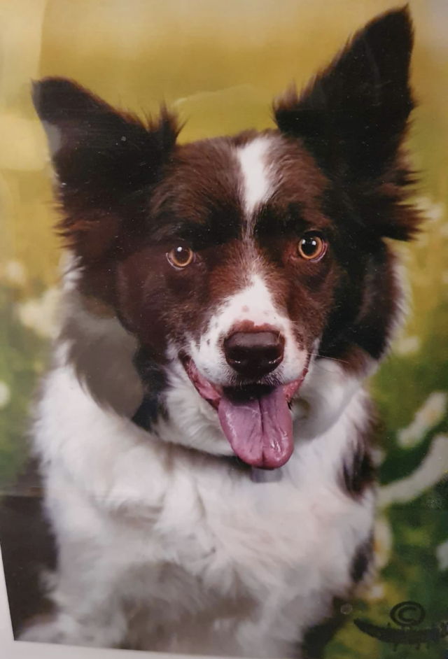 Missing Border Collie's face