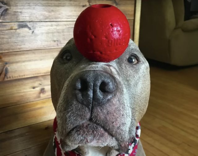 Pit Bull balancing ball