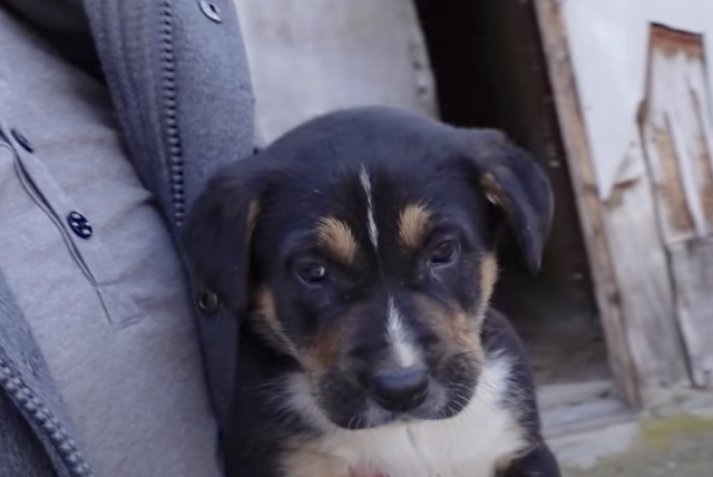 Puppy with broken leg rescued TeamJiX