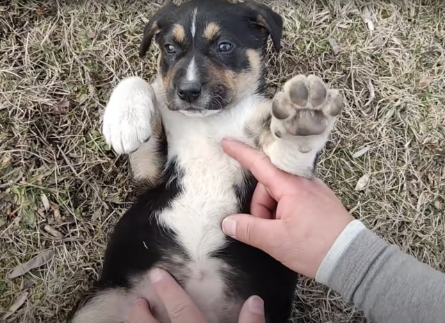 Save a puppy with belly rub