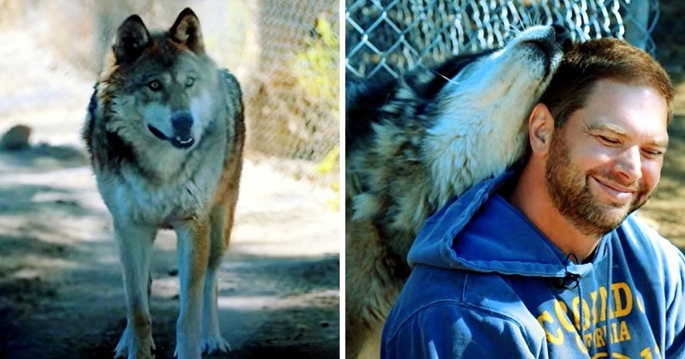 Cựu chiến binh bị PTSD muốn bỏ cuộc, sau đó một con sói chạy đến và ôm anh ta một cái