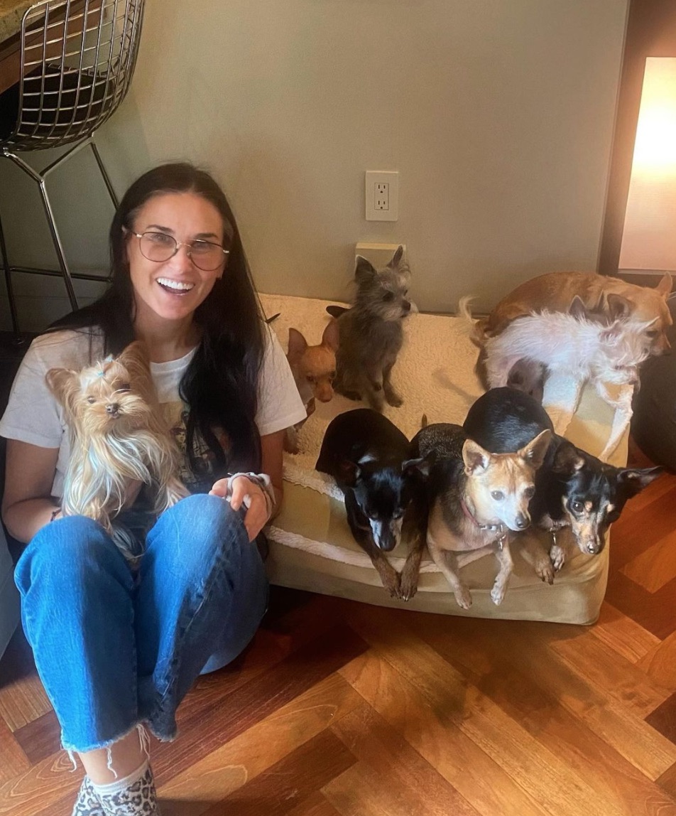 Demi Moore có nội dung hoàn hảo khi sống cuộc sống độc thân với 9 chú chó