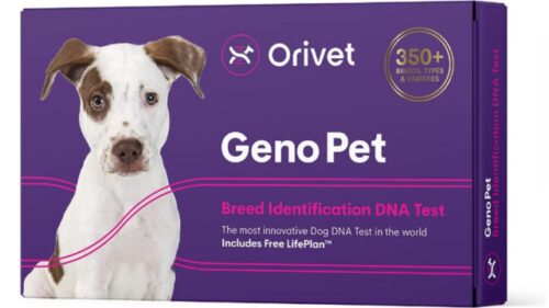 9 Best Dog DNA Test Kits [2024]