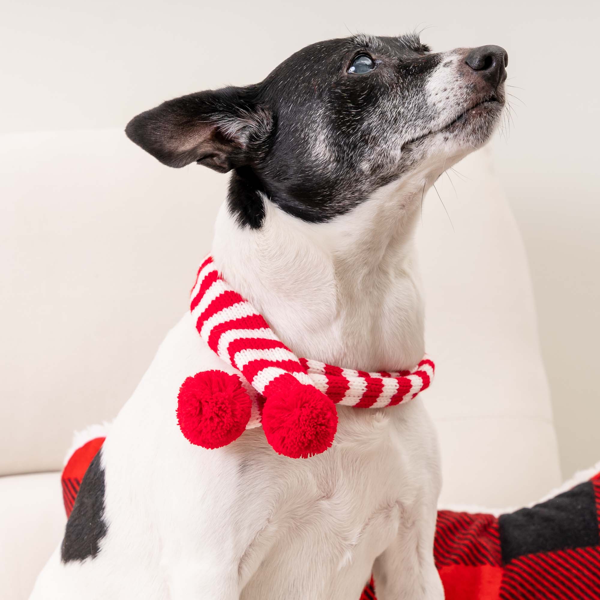 Free Candy Cane Striped Knit Scarf for Dogs - Image 3