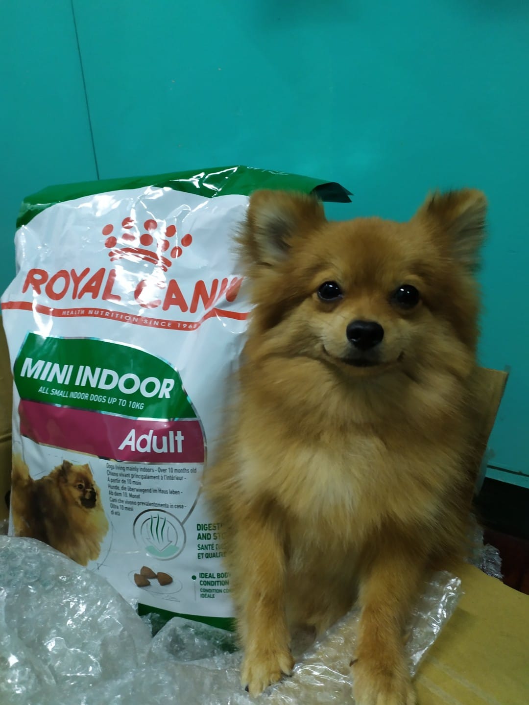 20 Foods for Pomeranian with Sensitive Stomachs