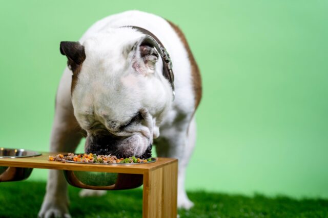 Bulldog eating fresh dog food