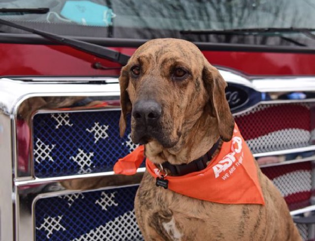 Chó săn anh hùng Texas thắng ASPCA 2022 Con chó của năm