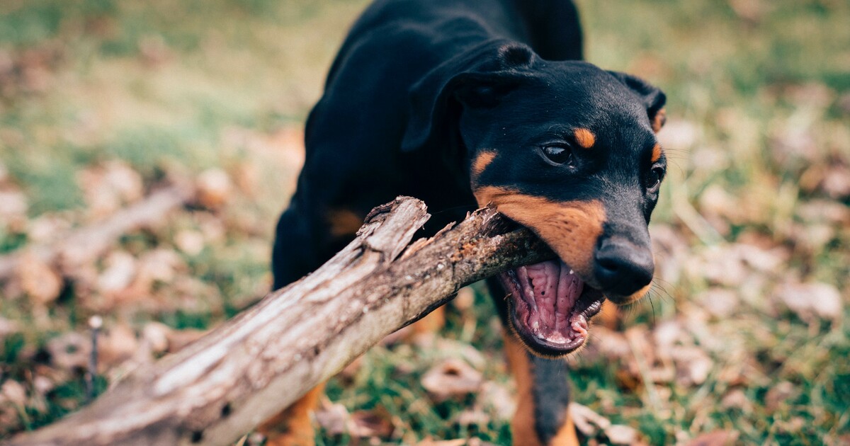 4 Best Supplements for Doberman Puppies (+1 to Avoid)