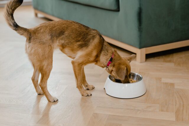 Dog eating retired  of bowl