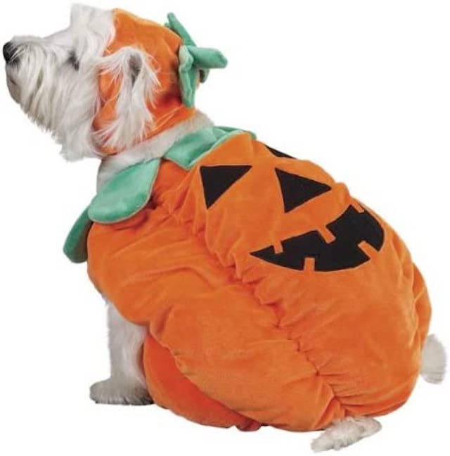 Dog in pumpkin costume