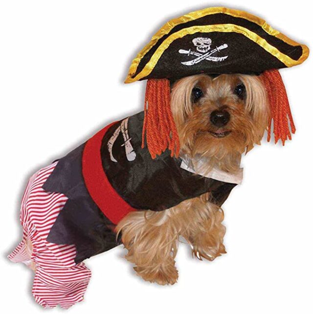 Dog pirate costume