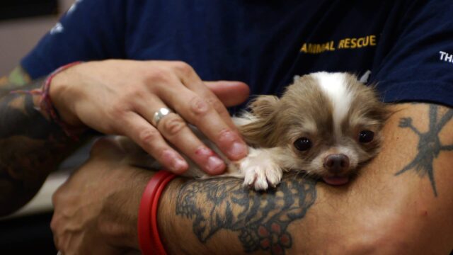 Dog saved from puppy mill