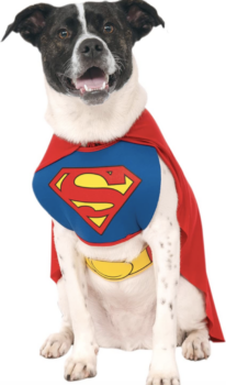 40 Best Dog Halloween Costumes In 2024