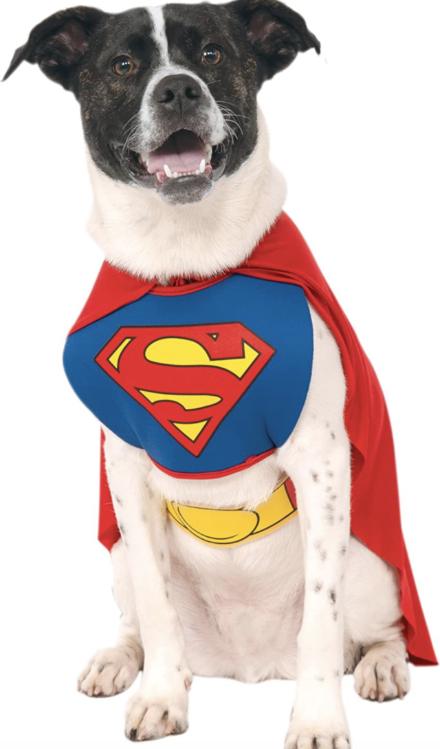 Dog Superman costume