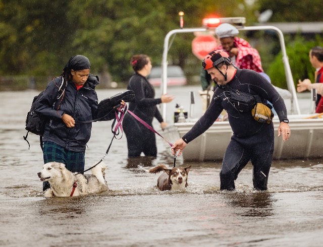 Dogs Being Rescued