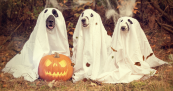 Dogs dressed as ghosts