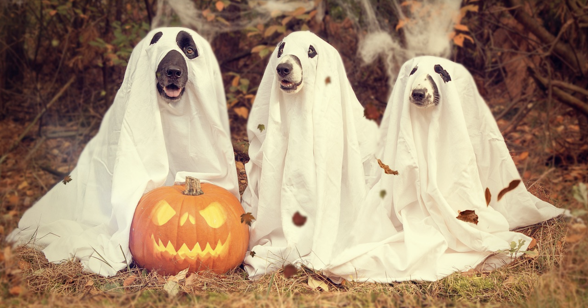 300+ Halloween Dog Names for 2022 – Top Dog Tips