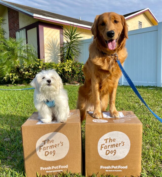 Dogs on fresh food boxes