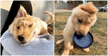 Golden ‘Unicorn’ Puppy Has One Ear At The Top Of Her Head - iHeartDogs.com