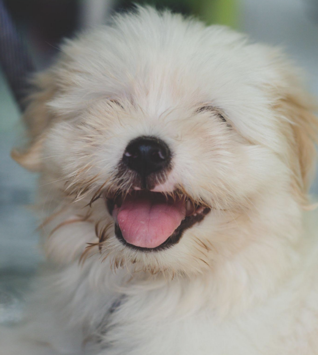 Happy and fuzzy puppy
