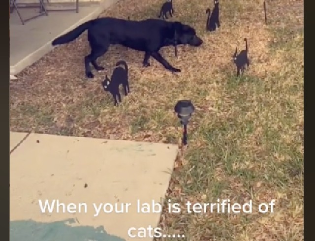 Black Labrador bị bỏ lại đông lạnh trong đường đi của mình bởi những con mèo Halloween ‘đáng sợ’