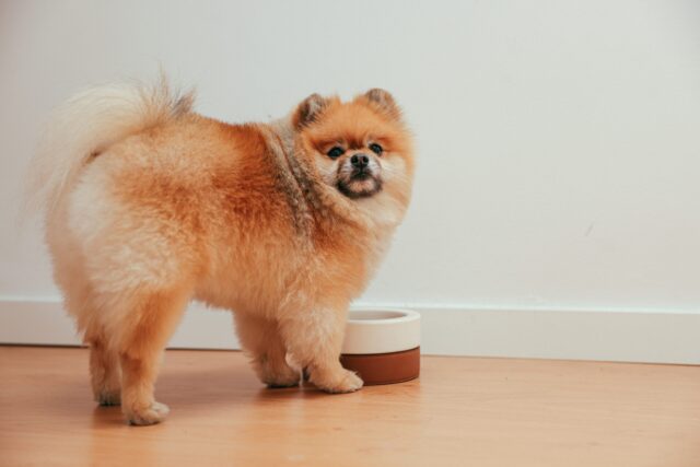 Pomeranian by food bowl