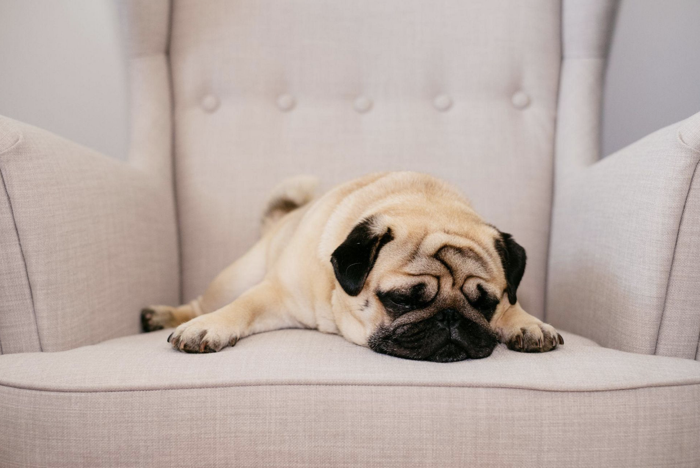 Pug laying on chair