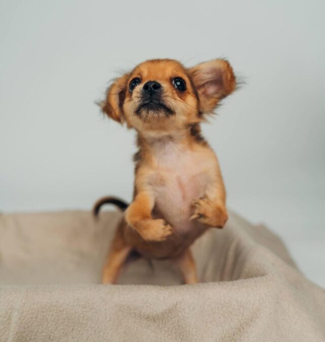 Puppy with deformed legs