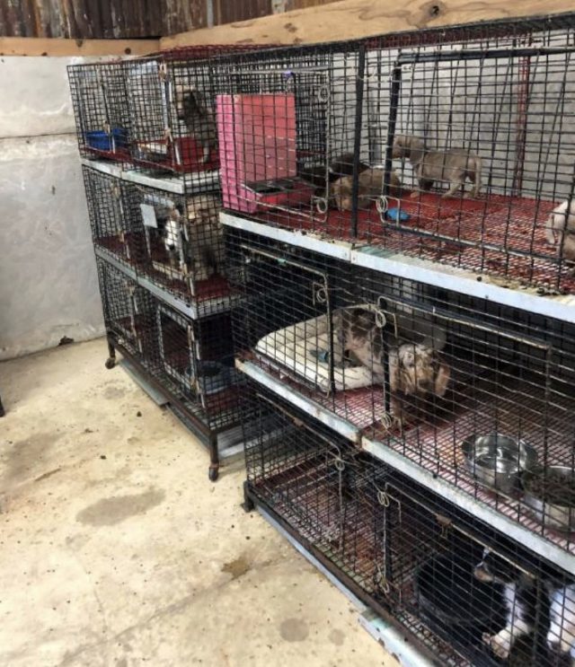 Puppy mill cages