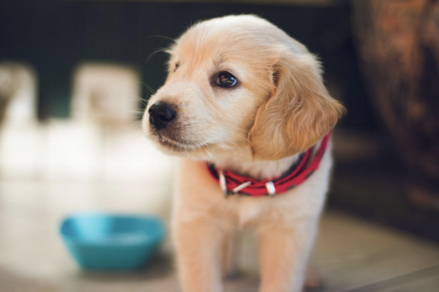 Puppy with red collar