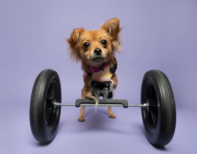 Puppy with wheels