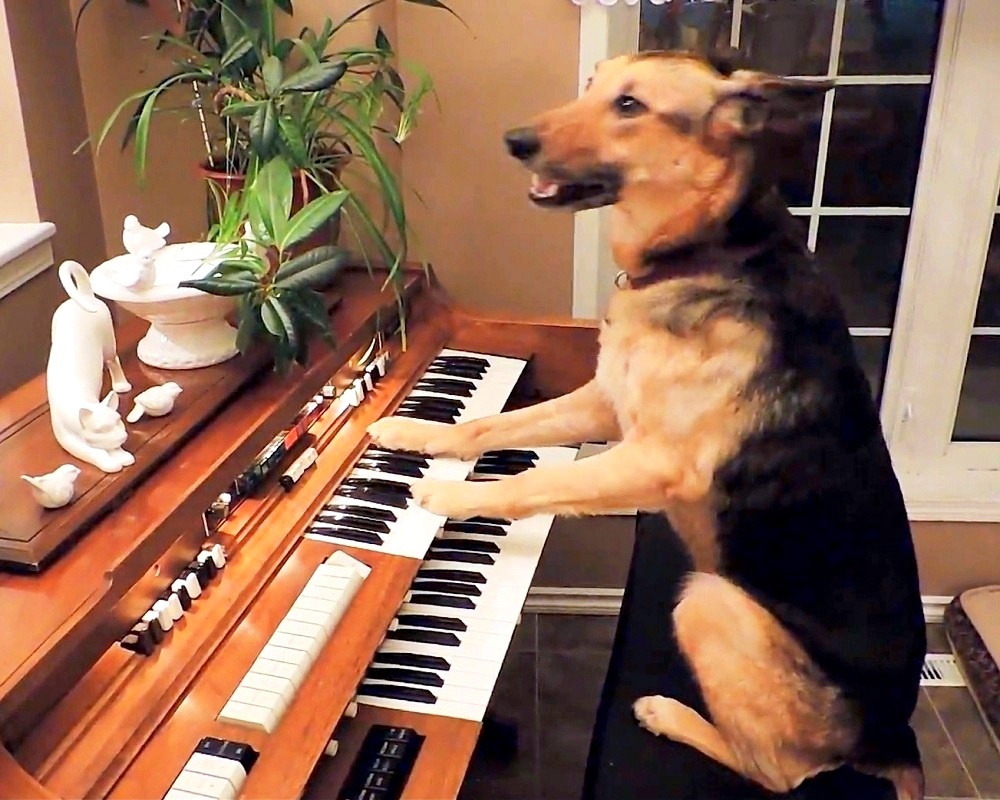 Con chó đã được đầu hàng cho một mái ấm, bây giờ nó chơi piano như một ‘chuyên gia dày dạn kinh nghiệm’