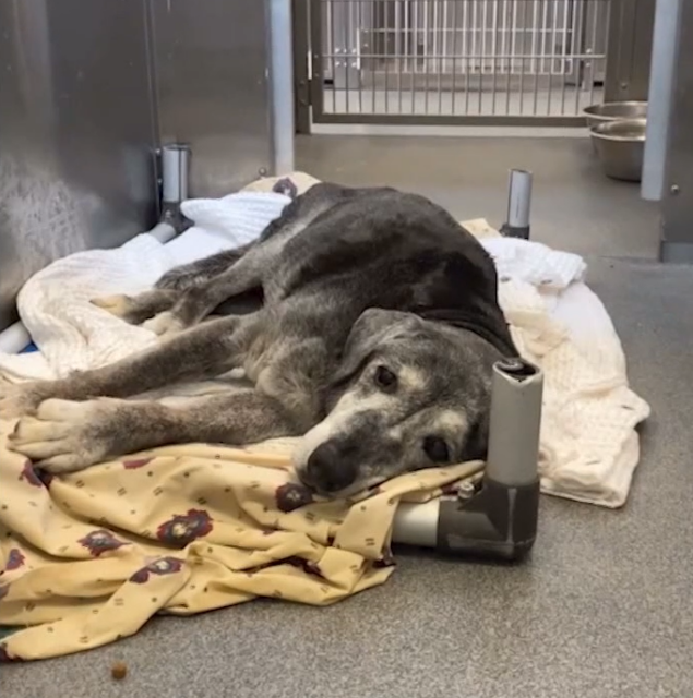 Những người bạn thân nhất phải chịu đựng sự đau khổ của chú chó Hospice 19 tuổi & chiều chuộng con thối của cô ấy