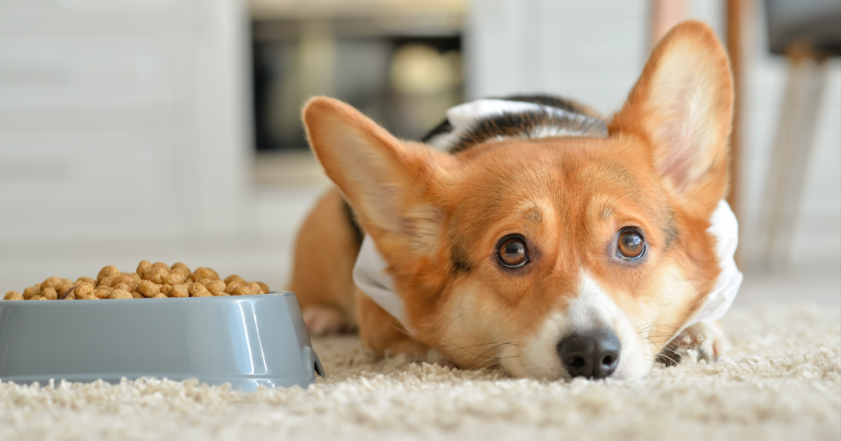 Things you don't know about dry dog food