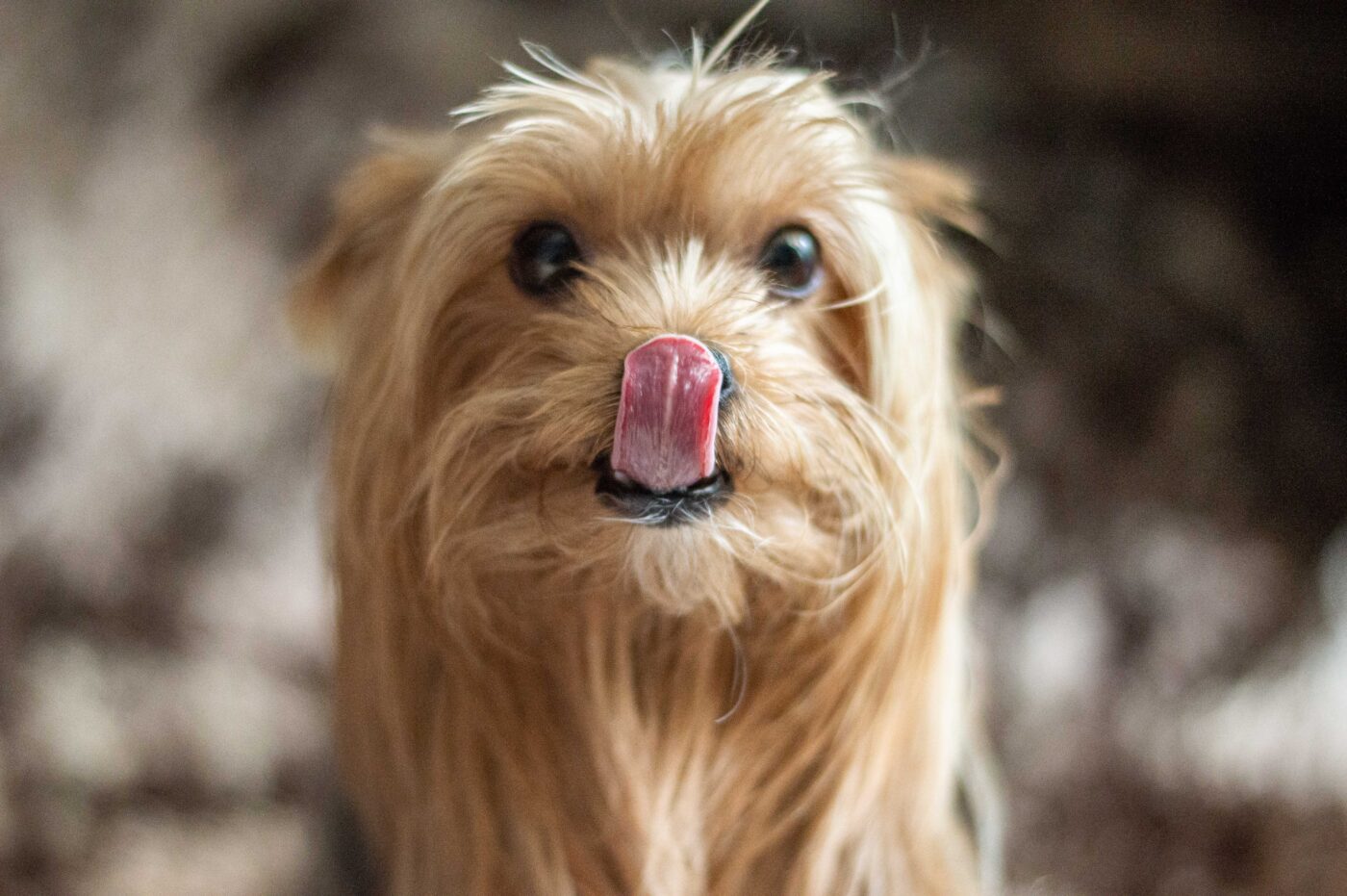 Yorkie licking nose