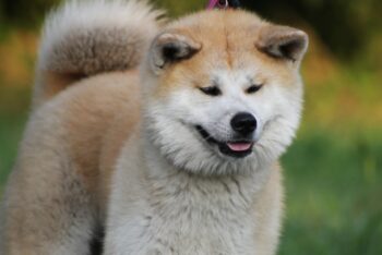 PetWireDaily — 4 Best Supplements for Akita Puppies (+1 to Avoid)