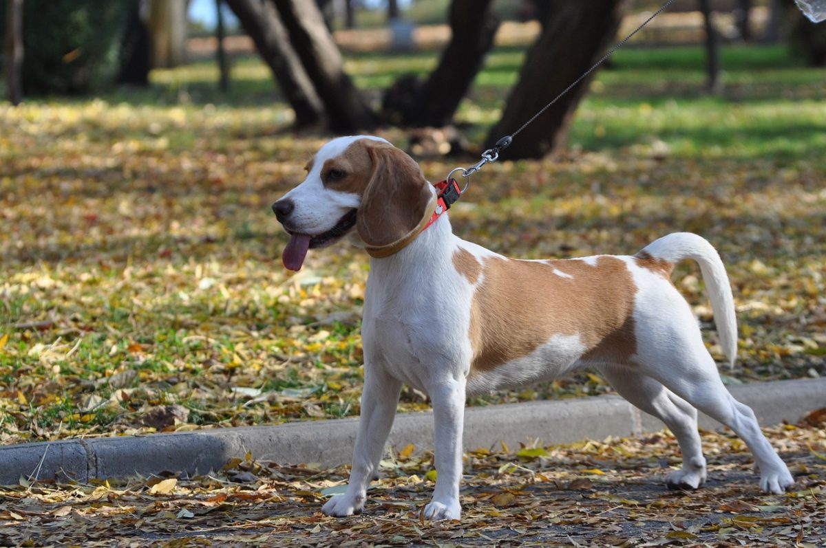 Beagle nose down sniffing curiously, enjoying walk exploration