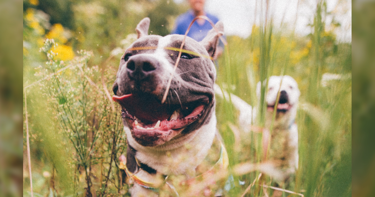 The Best 11 Dog Activity Trackers For 2024
