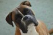 20 Best Foods for Boxers with Allergies - iHeartDogs.com - Canine Banana Allergy In Boxers