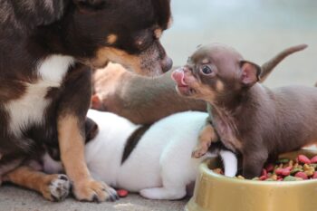 Chihuahua puppy best supplements