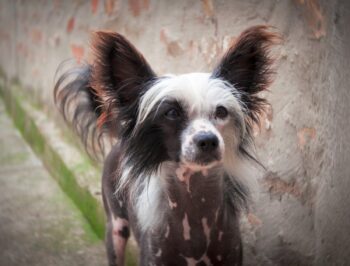Chinese Crested puppy best supplements