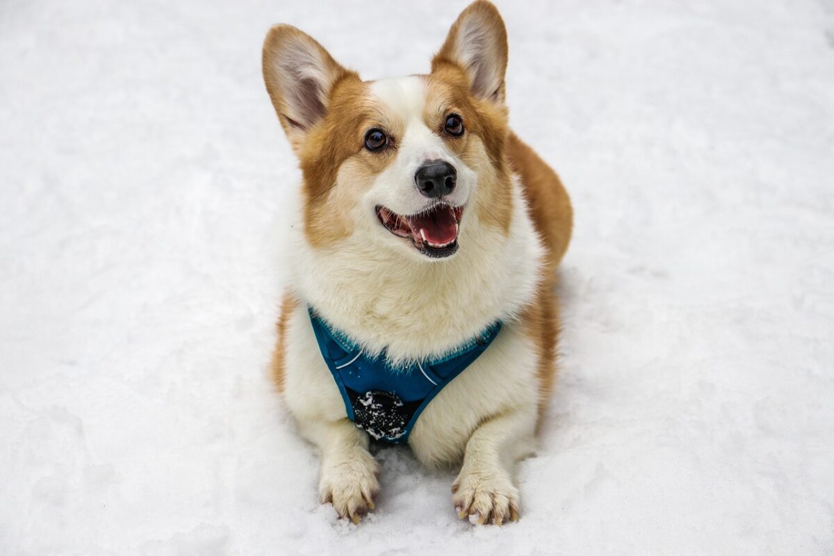 4 Best Supplements for Corgi Puppies (+1 to Avoid)