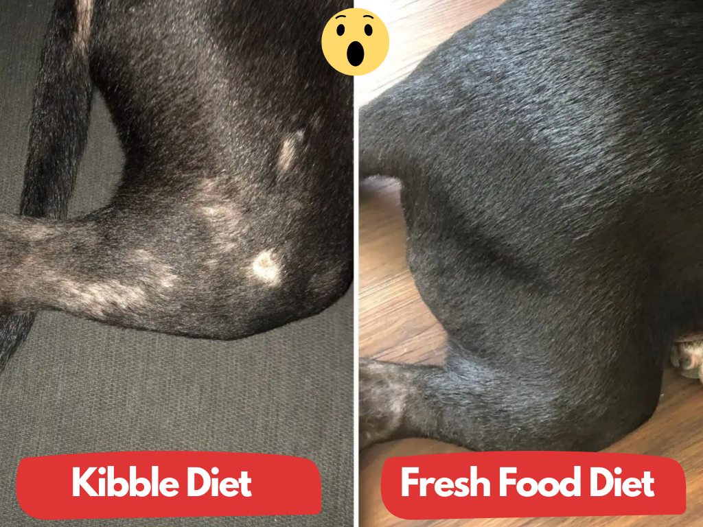 Dog coat kibble vs fresh food
