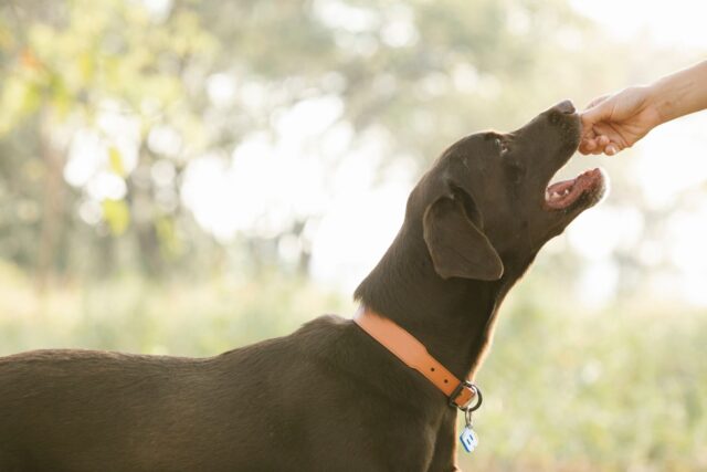 Best Urinary, Kidney, and Bladder Supplements For Dogs