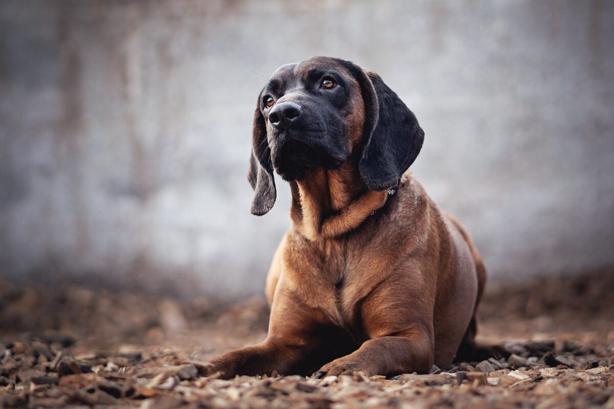 Bloodhound puppy best supplements