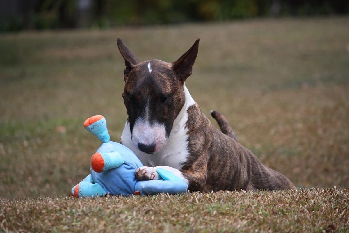 4 Best Supplements for Bull Terrier Puppies (+1 to Avoid)