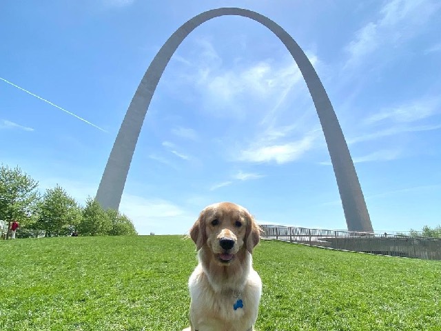 Dog with Arch